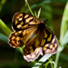 Heteronympha paradelpha at Namadgi National Park - 25 Feb 2024 03:49 PM