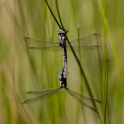 Austrogomphus guerini (Yellow-striped Hunter) at Cotter River, ACT - 25 Feb 2024 by KorinneM