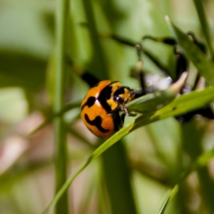 Coccinella transversalis at Namadgi National Park - 25 Feb 2024