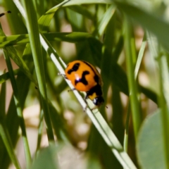 Coccinella transversalis at Namadgi National Park - 25 Feb 2024