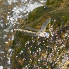 Notoaeschna sagittata (Southern Riffle Darner) at Namadgi National Park - 25 Feb 2024 by KorinneM