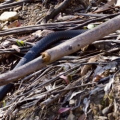 Unidentified Snake at Cotter River, ACT - 25 Feb 2024 by KorinneM