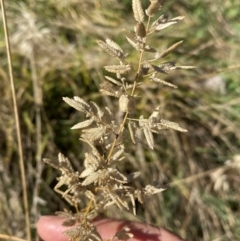 Eragrostis cilianensis (Stinkgrass) at Whitlam, ACT - 30 Apr 2024 by SteveBorkowskis