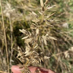 Eragrostis cilianensis at Whitlam, ACT - 1 May 2024 09:51 AM