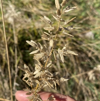 Eragrostis cilianensis (Stinkgrass) at Whitlam, ACT - 30 Apr 2024 by SteveBorkowskis