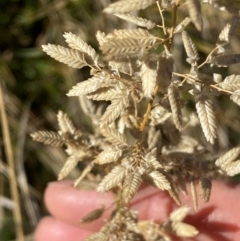 Eragrostis cilianensis at Whitlam, ACT - 1 May 2024