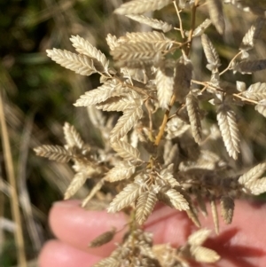 Eragrostis cilianensis at Whitlam, ACT - 1 May 2024 09:51 AM