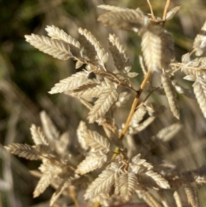 Eragrostis cilianensis at Whitlam, ACT - 1 May 2024 09:51 AM