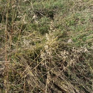 Eragrostis cilianensis at Whitlam, ACT - 1 May 2024