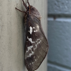 Oxycanus (genus) (Unidentified Oxycanus moths) at Mitchell, ACT - 30 Apr 2024 by SteveBorkowskis