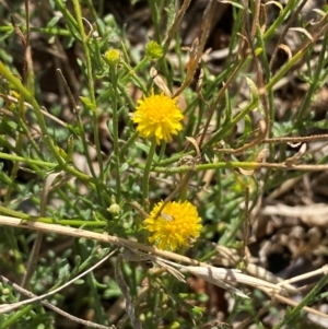 Calotis lappulacea at Whitlam, ACT - 1 May 2024 02:47 PM