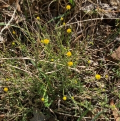 Calotis lappulacea at Whitlam, ACT - 1 May 2024 02:47 PM