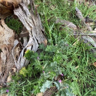 Carduus pycnocephalus (Slender Thistle) at Mount Majura - 1 May 2024 by mcosgrove