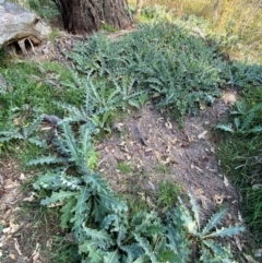 Onopordum acanthium at Mount Majura - 1 May 2024