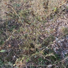 Xanthium spinosum (Bathurst Burr) at Watson, ACT - 1 May 2024 by mcosgrove