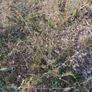 Xanthium spinosum at Watson, ACT - 1 May 2024