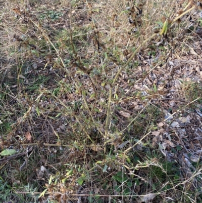 Xanthium spinosum (Bathurst Burr) at Watson, ACT - 1 May 2024 by mcosgrove