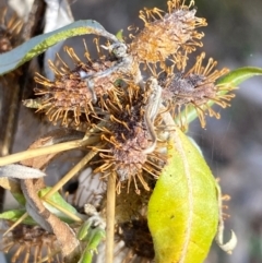 Xanthium spinosum at Watson, ACT - 1 May 2024