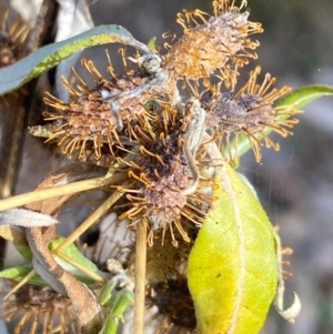 Xanthium spinosum at Watson, ACT - 1 May 2024 03:26 PM