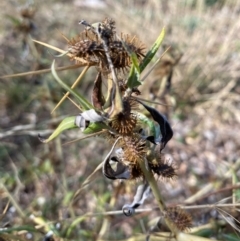 Xanthium spinosum at Watson, ACT - 1 May 2024 03:26 PM