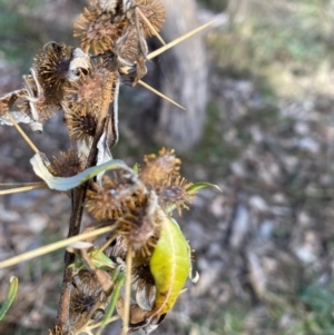 Xanthium spinosum at Watson, ACT - 1 May 2024 03:26 PM