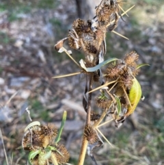 Xanthium spinosum at Watson, ACT - 1 May 2024 03:26 PM