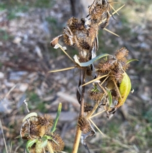 Xanthium spinosum at Watson, ACT - 1 May 2024