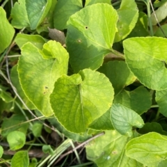 Viola odorata (Sweet Violet, Common Violet) at Watson, ACT - 1 May 2024 by mcosgrove