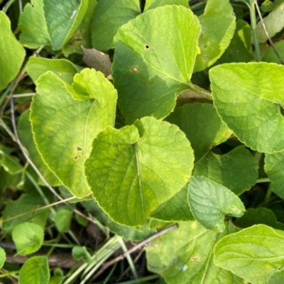 Viola odorata (Sweet Violet, Common Violet) at Mount Majura - 1 May 2024 by mcosgrove