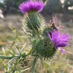 Cirsium vulgare at Mount Majura - 1 May 2024