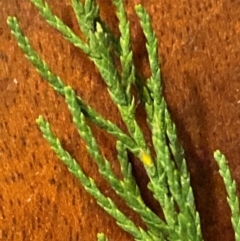 Tamarix ramosissima (Tamarisk) at Giralang, ACT - 1 May 2024 by mcosgrove