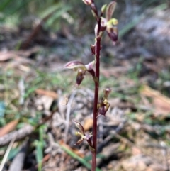 Acianthus exsertus at QPRC LGA - suppressed