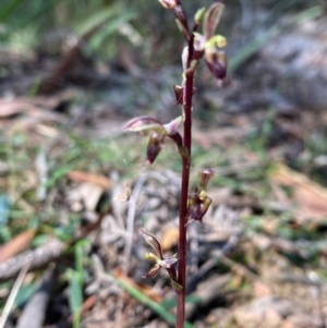 Acianthus exsertus at QPRC LGA - suppressed