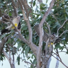 Anthochaera carunculata (Red Wattlebird) at Wollondilly Local Government Area - 1 May 2024 by Freebird