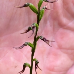 Corunastylis superba (Superb Midge Orchid) - 1 Jan 1900 by clinde