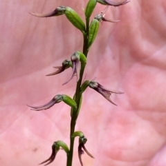 Corunastylis superba (Superb Midge Orchid) at Oallen, NSW - 2 Mar 2024 by clinde