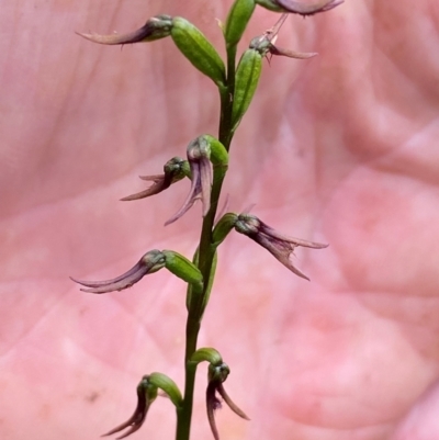 Corunastylis superba (Superb Midge Orchid) at Oallen, NSW - 2 Mar 2024 by clinde