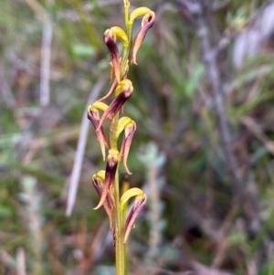 Corunastylis superba at Oallen, NSW - 2 Mar 2024