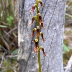 Corunastylis superba at Oallen, NSW - 2 Mar 2024