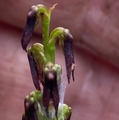 Corunastylis superba at Oallen, NSW - 2 Mar 2024