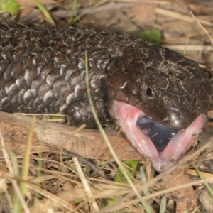 Tiliqua rugosa at MTR591 at Gundaroo - 1 May 2024