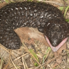 Tiliqua rugosa at MTR591 at Gundaroo - 1 May 2024