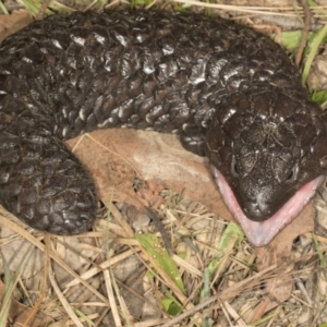 Tiliqua rugosa at MTR591 at Gundaroo - 1 May 2024