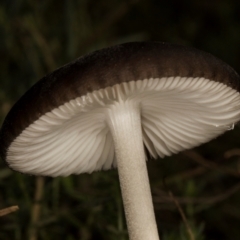 Oudemansiella gigaspora group (Rooting Shank) at Gundaroo, NSW - 1 May 2024 by AlisonMilton