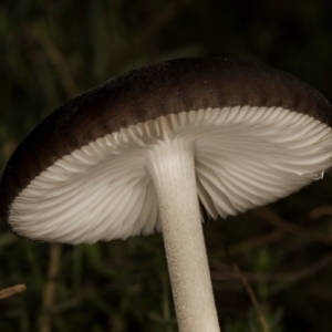 Oudemansiella gigaspora group at MTR591 at Gundaroo - 1 May 2024