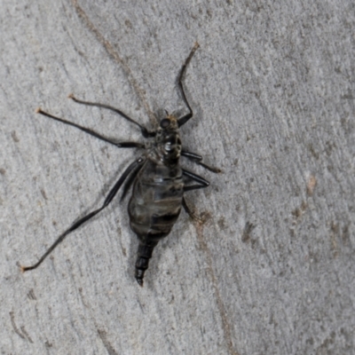 Boreoides subulatus (Wingless Soldier Fly) at MTR591 at Gundaroo - 1 May 2024 by AlisonMilton