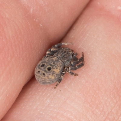 Cymbacha ocellata (Crab spider) at MTR591 at Gundaroo - 1 May 2024 by AlisonMilton