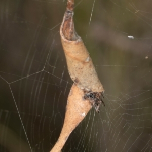 Phonognathidae (unofficial sub family) at MTR591 at Gundaroo - 1 May 2024