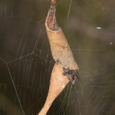 Unidentified Orb-weaving spider (several families) at MTR591 at Gundaroo - 1 May 2024 by AlisonMilton