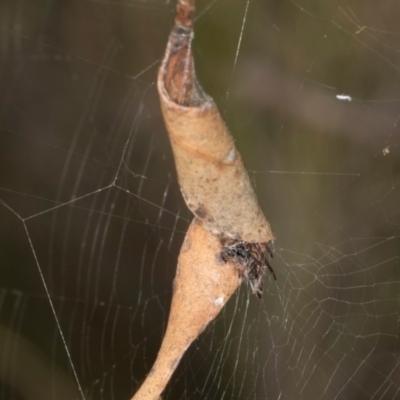 Unidentified Orb-weaving spider (several families) at Gundaroo, NSW - 1 May 2024 by AlisonMilton